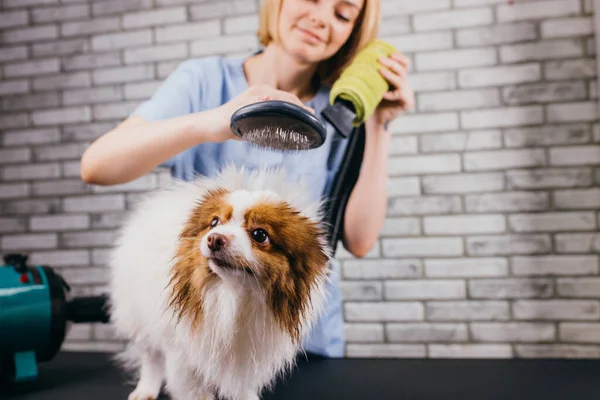 Impugnatura groomer con animale domestico nel salone — Foto Stock