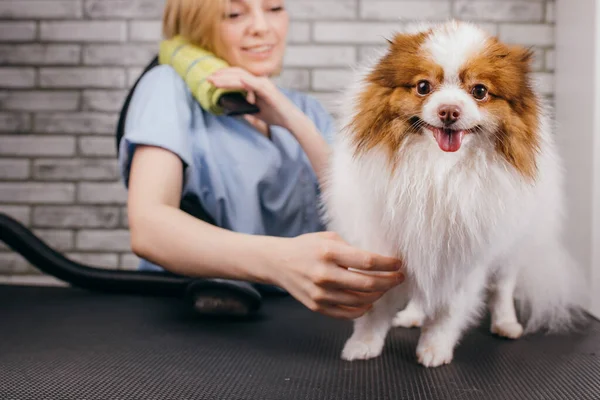 Lindo filhote de cachorro no salão grooming — Fotografia de Stock