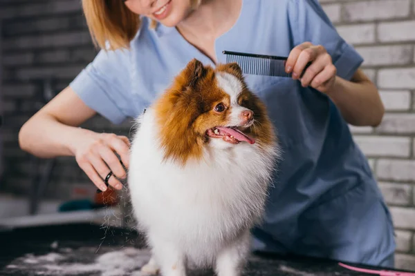 Bedårande liten hund i grooming salong — Stockfoto