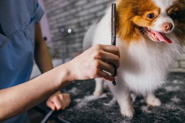 Kuaförde köpek kılı taramak ve kesmek.