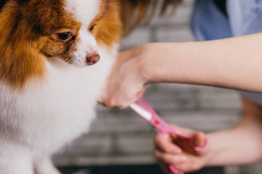 Kuafördeki şirin köpek.