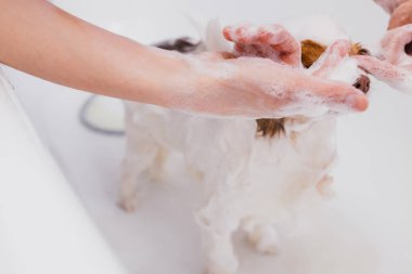 tapılası evcil köpek tımardan önce banyo yapıyor.