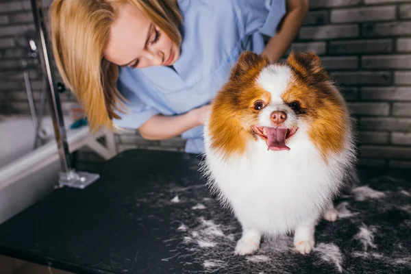 Peluquero de mascotas hembra lavado, limpieza y corte de pelo de spitz —  Fotos de Stock