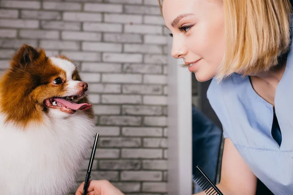 Bello caucasico femmina groomer prendersi cura di pet — Foto Stock