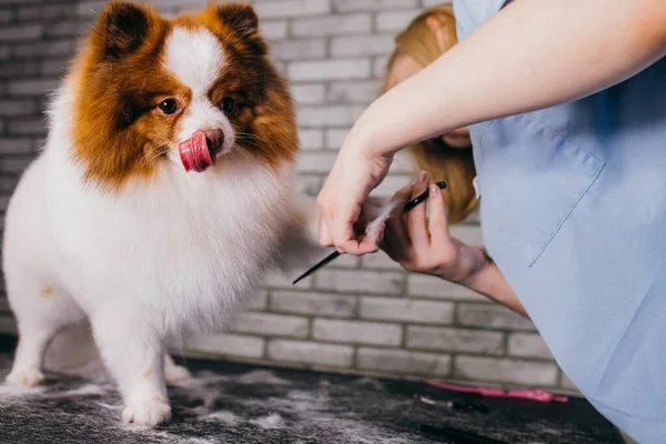 Perro de aseo. peluquero de mascotas corta el pelo spitz con tijeras en salón de peluqueros —  Fotos de Stock