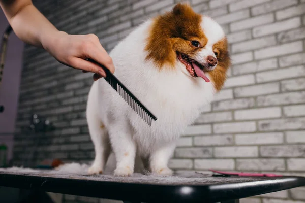 Spitz n'ont pas peur de la coupe de cheveux — Photo