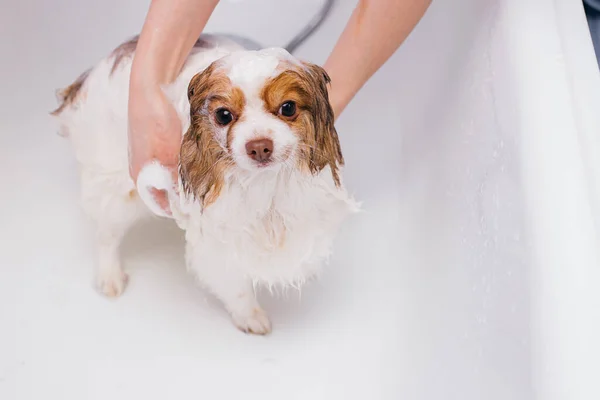 Engraçado pet spitz no banho antes de grooming — Fotografia de Stock