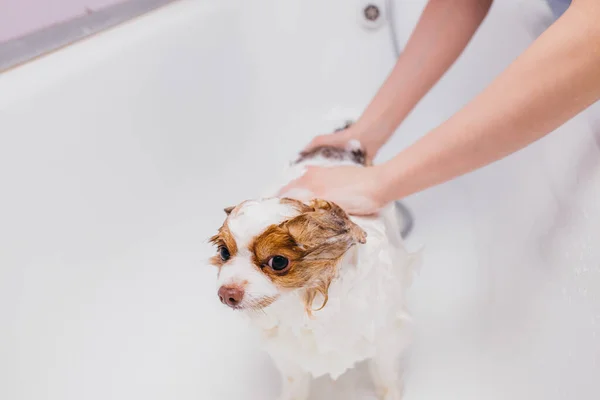 Adorável cão ficando banho — Fotografia de Stock