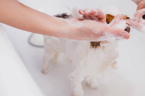 Adorable mascota perro tomar ducha en baño antes de aseo —  Fotos de Stock