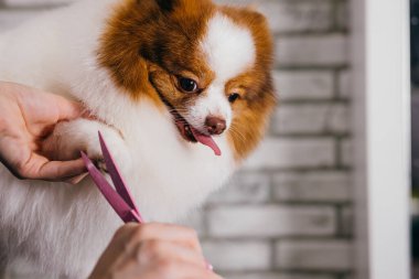 Uzman bir kuaförde spitz evcil hayvan bakımı.