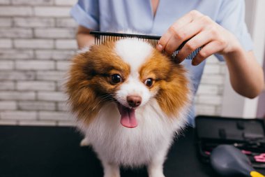 Bakımlı köpek. Evcil hayvan bakıcısı kuaförde tükürük saçlarını makasla kesiyor.