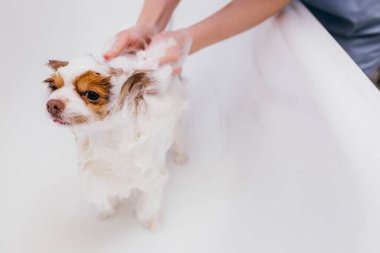 Güzel hayvan tükürüğü hijyenik duş alır.