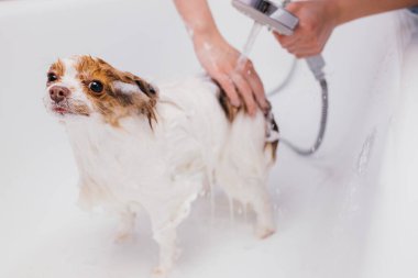 Güzel köpek banyo yapıyor.