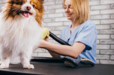 Sevgili evcil hayvanım, yün kurutma ve tımar prosedürüne otur.