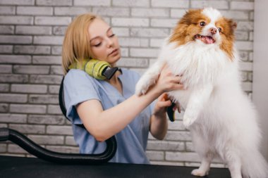 Sevgili evcil hayvanım, yün kurutma ve tımar prosedürüne otur.