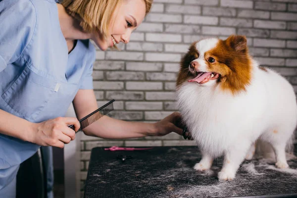 Cuidado mango de peluquero profesional con spitz mascota en el salón — Foto de Stock