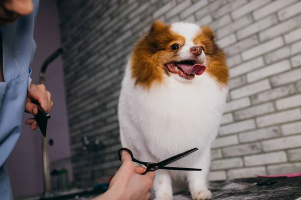 Вирощування маленького шпіца для собак в перукарні для собак — стокове фото