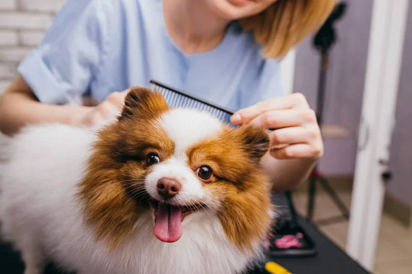 Tosatrici professionali e pettini i peli del cane — Foto Stock