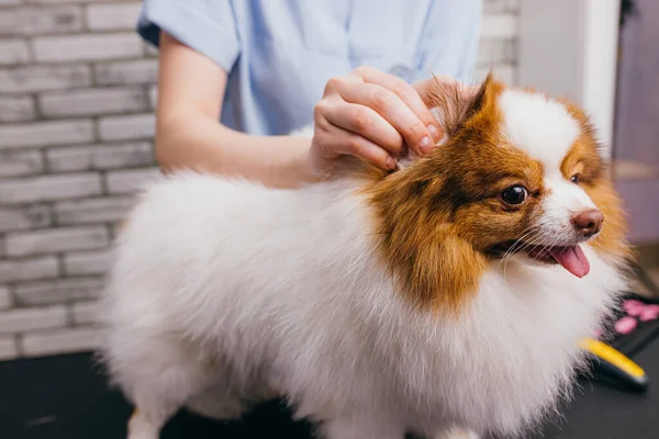 Female pet groomer haircut spitz on the table, grooming — Stock Photo, Image