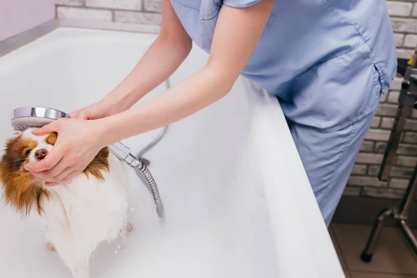 Профессиональный грумер мыть собаку в ванной — стоковое фото