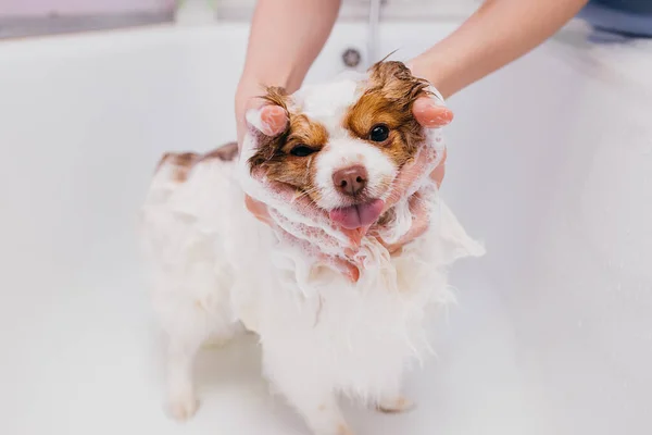 Adorável cão de estimação tomar banho no banho antes de preparar — Fotografia de Stock