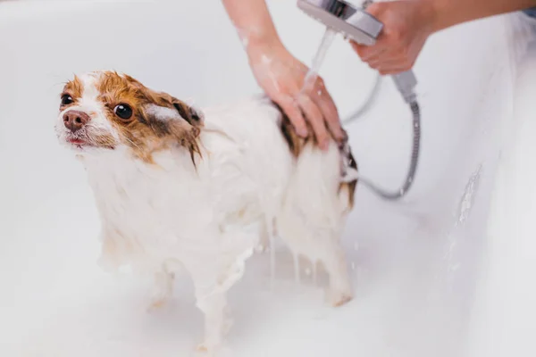 Чарівний собака приймає ванну — стокове фото