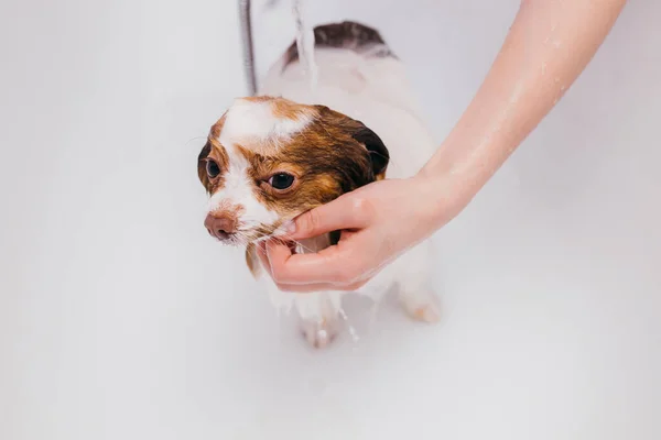Cuidado groomer ordenadamente lidar com cão animal doméstico — Fotografia de Stock
