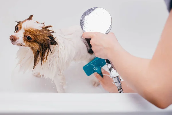 Профессиональный грумер мыть собаку в ванной — стоковое фото
