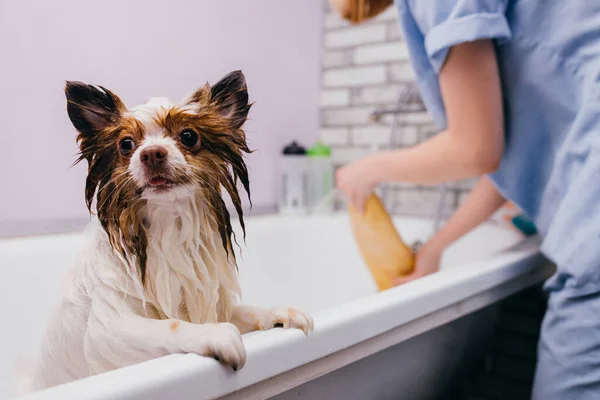 Femme toiletteuse pour animaux de compagnie lavage, nettoyage et coupe des cheveux de spitz — Photo