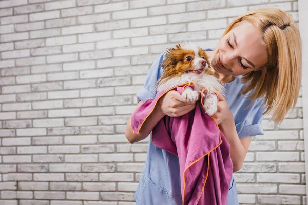 Attraente governante femminile piace lavorare con gli animali domestici — Foto Stock