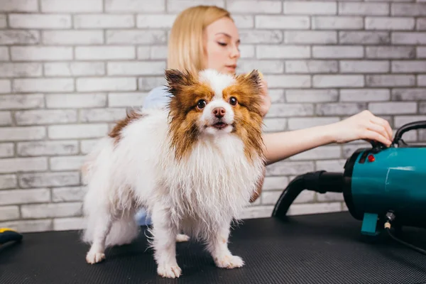 Bonito pet spitz no procedimento de corte de cabelo, aliciamento — Fotografia de Stock