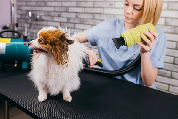Cute puppy menikmati perawatan oleh profesional — Stok Foto