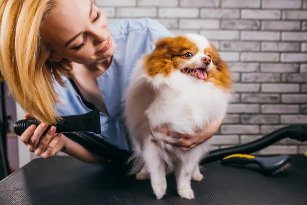 Attenta maniglia da toelettatore professionale con spitz da compagnia nel salone — Foto Stock