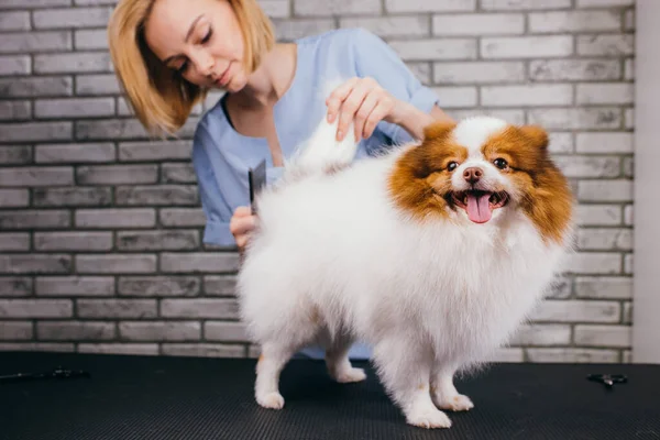 Jovem profissional groomer ama seu trabalho conectado com animais de estimação — Fotografia de Stock