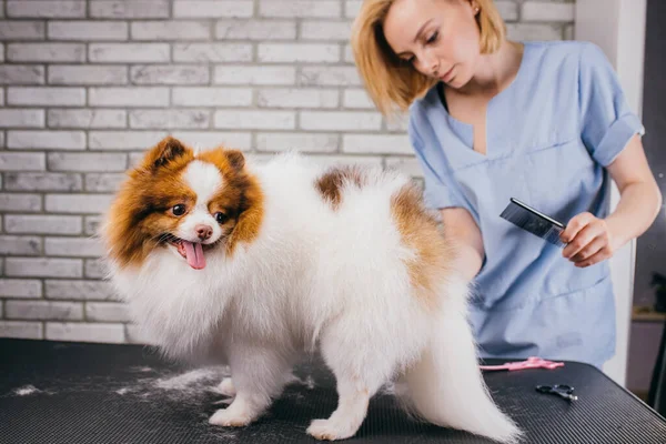 Kamning och klippning hår av hund på grooming salong — Stockfoto
