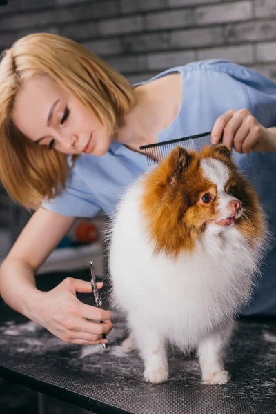 Indah kaukasia perempuan groomer merawat hewan peliharaan — Stok Foto