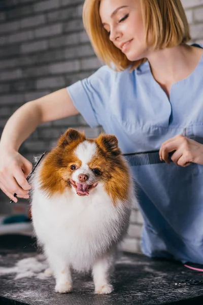 Poignée de toiletteur professionnel avec animal de compagnie spitz mignon dans un salon spécialisé — Photo