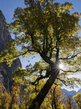 Avusturya 'nın Ahornboden kentindeki akçaağaç ağacı dik bir şekle sahiptir ve bir başarı öyküsü konsepti olarak kullanılabilir..