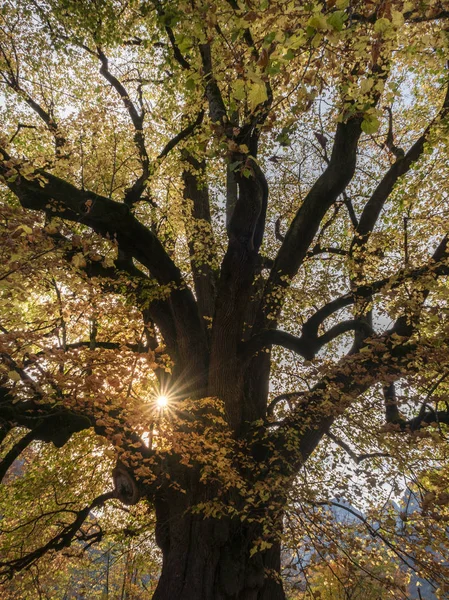 Hindenburglinde Slavný Linden Strom Ramsau Jižní Německo 750 Let Věku — Stock fotografie