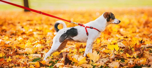 Крупный план по собаке на поводке осенью — стоковое фото