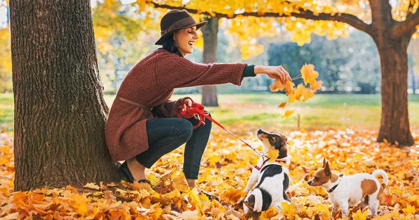 Ευτυχισμένος νεαρή γυναίκα που παίζουν με τα σκυλιά σε εξωτερικούς χώρους το φθινόπωρο — Φωτογραφία Αρχείου