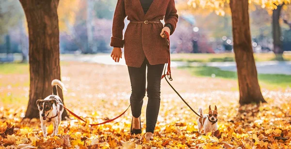 Крупный план счастливой молодой женщины, гуляющей с собаками вне дома — стоковое фото
