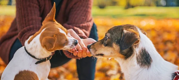 Primer plano de la mujer joven alimentando perros al aire libre en otoño —  Fotos de Stock