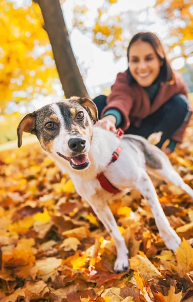 Primer plano en el perro con correa tirando de la mujer joven al aire libre en otoño — Foto de Stock