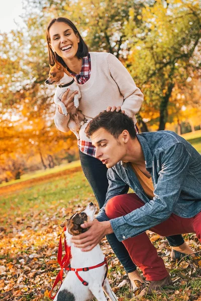 Casal feliz andando no parque de outono e brincando com cães — Fotografia de Stock