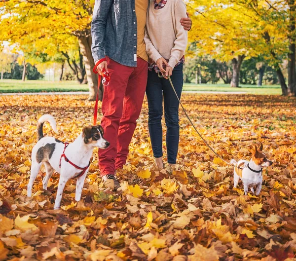 Romântico jovem casal andando ao ar livre no parque de outono com cães — Fotografia de Stock
