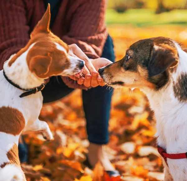 秋の屋外犬を供給若い女性へのクローズ アップ — ストック写真