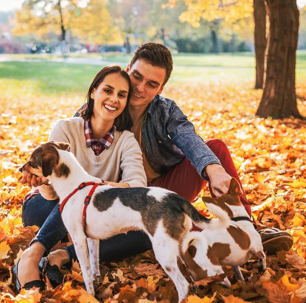 mutlu genç çiftin sonbahar park açık havada oturma ve köpeklerle oynamak portre