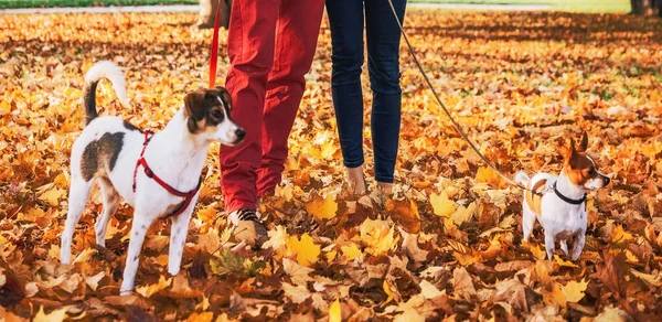 Romantic Young Couple Walking Outdoors Autumn Park Dogs — Stock Photo, Image