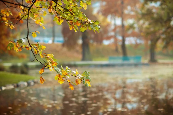 Branche avec feuilles d'automne sur fond d'étang — Photo